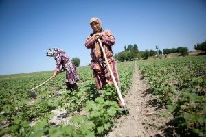 Women work a cotton field outside of Osh, July 2011. (David Trilling)